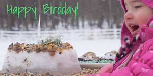 How to Throw a Birthday Party for the Birds