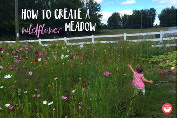 How to Create an EPIC Wildflower Meadow the Kids Will Love