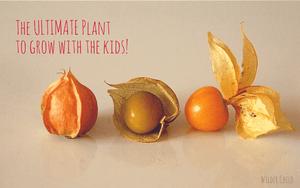 The One Plant You HAVE to Grow With Your Kids This Season